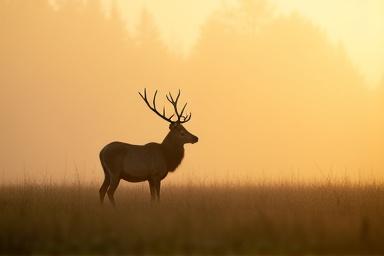 Elegáns szarvas áll egy réten, napfelkeltében, ködös háttérrel.